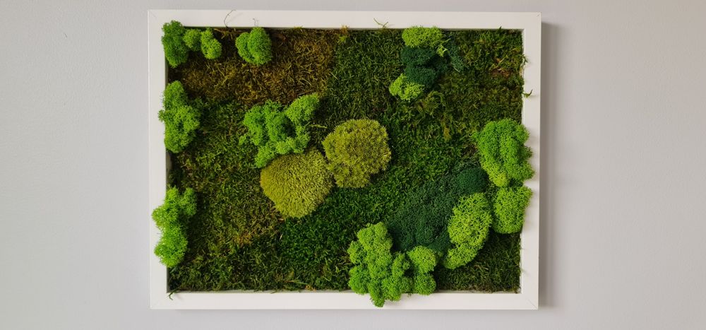 Dekoracja, obraz mech chrobotek