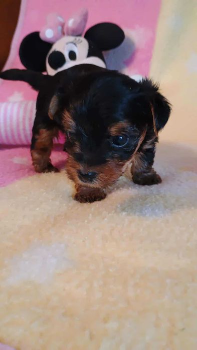 Yorkshire terrier SUCZKA mała Rodowód Chip DO REZERWACJI
