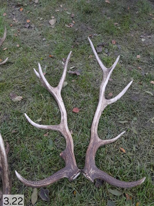 Poroże zrzuty rogi para zrzutów jelenia.