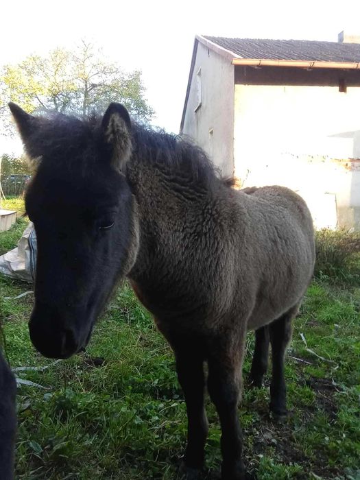 Kucyk ogier młodziutki