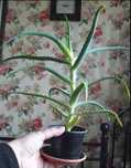 Aloes drzewiasty trzyletni duża roślina domowy lek 2 sztuki