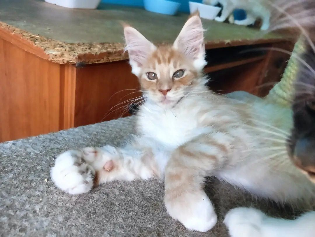 Maine coon przesłodki towarzyski rudy srebrzysty kocurek rodowód FPL