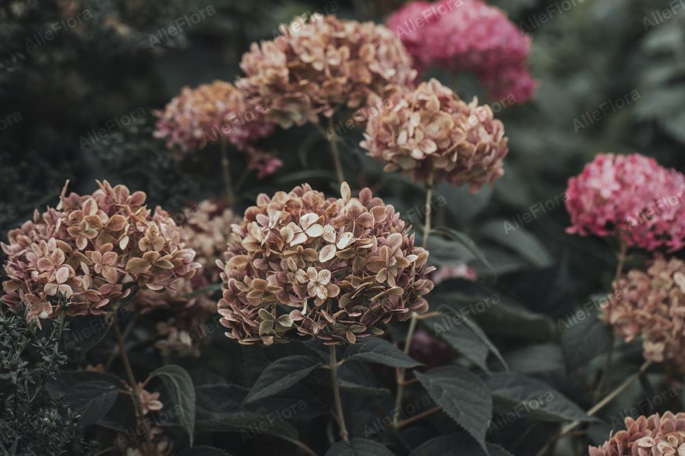 Hortensja krzewiasta 'Candybelle Bubblegum' (Hydrangea)