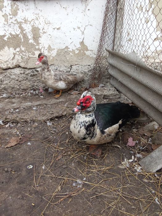 Качки молоді несушки