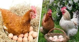 Ромни! КУРИ НЕСУШКИ продам! Доставка безкоштовна!