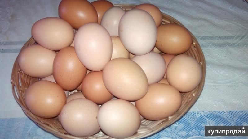 Інкубаційне яйце кур Браун Ник