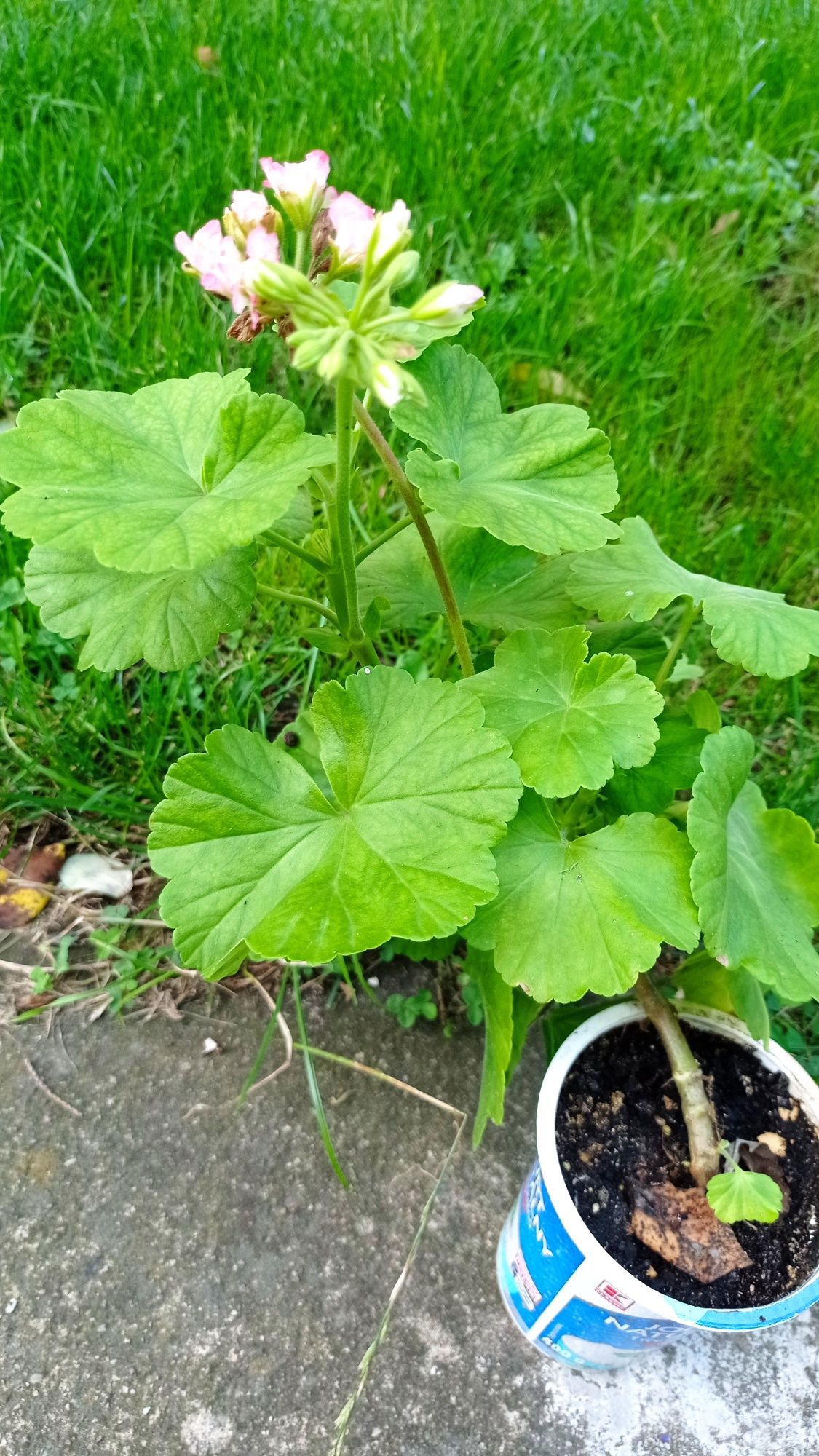 Sprzedam pelargonie