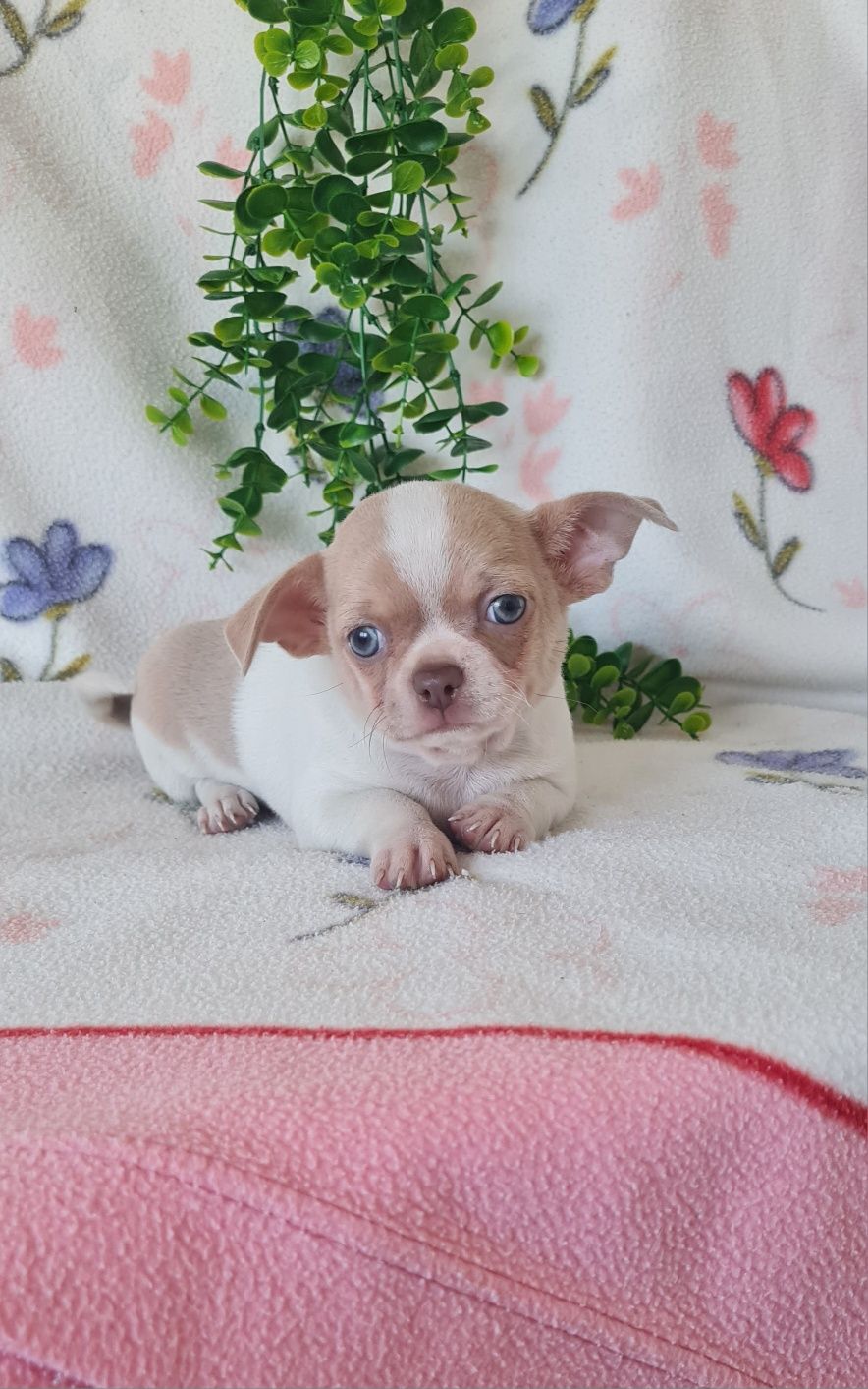 Maravilhoso Lilac mini Chihuahua. Chiuaua de linhagem Russa, Qualidade