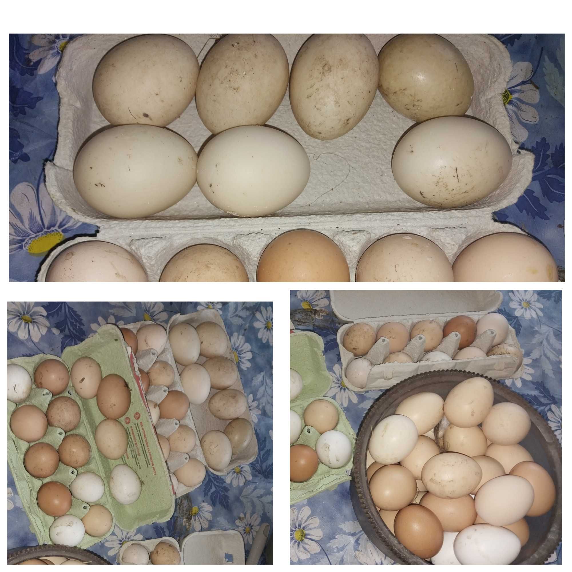 Инкубационные утиные яйца (индоутки)