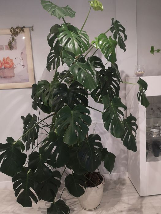 Mix dużych kwiatów w ozdobnych donicach  Monstera Beniamin