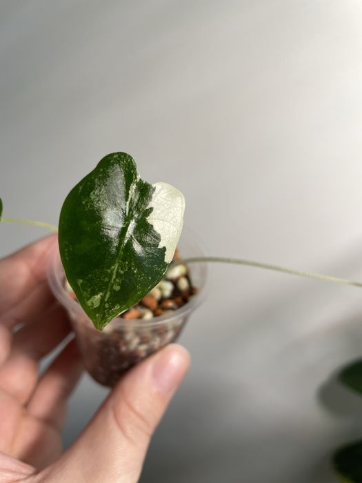 Алоказія frydek variegata