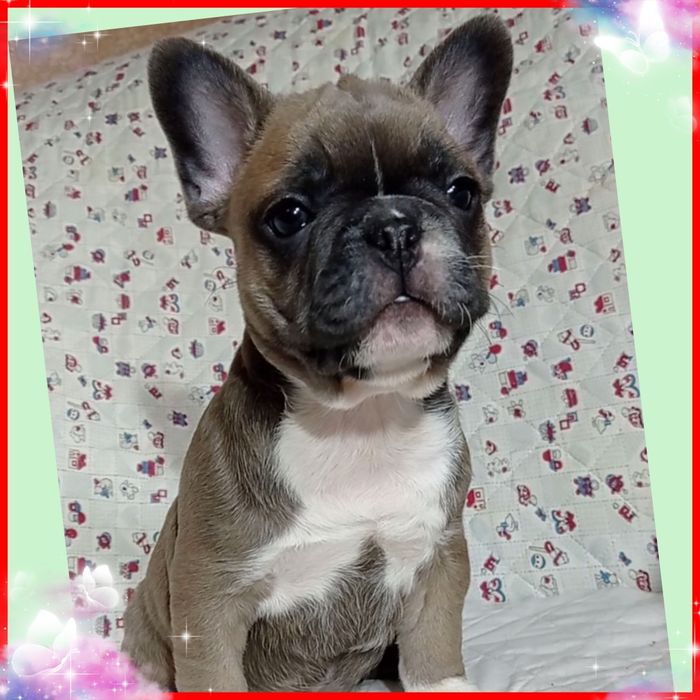 Милі бульдожатка