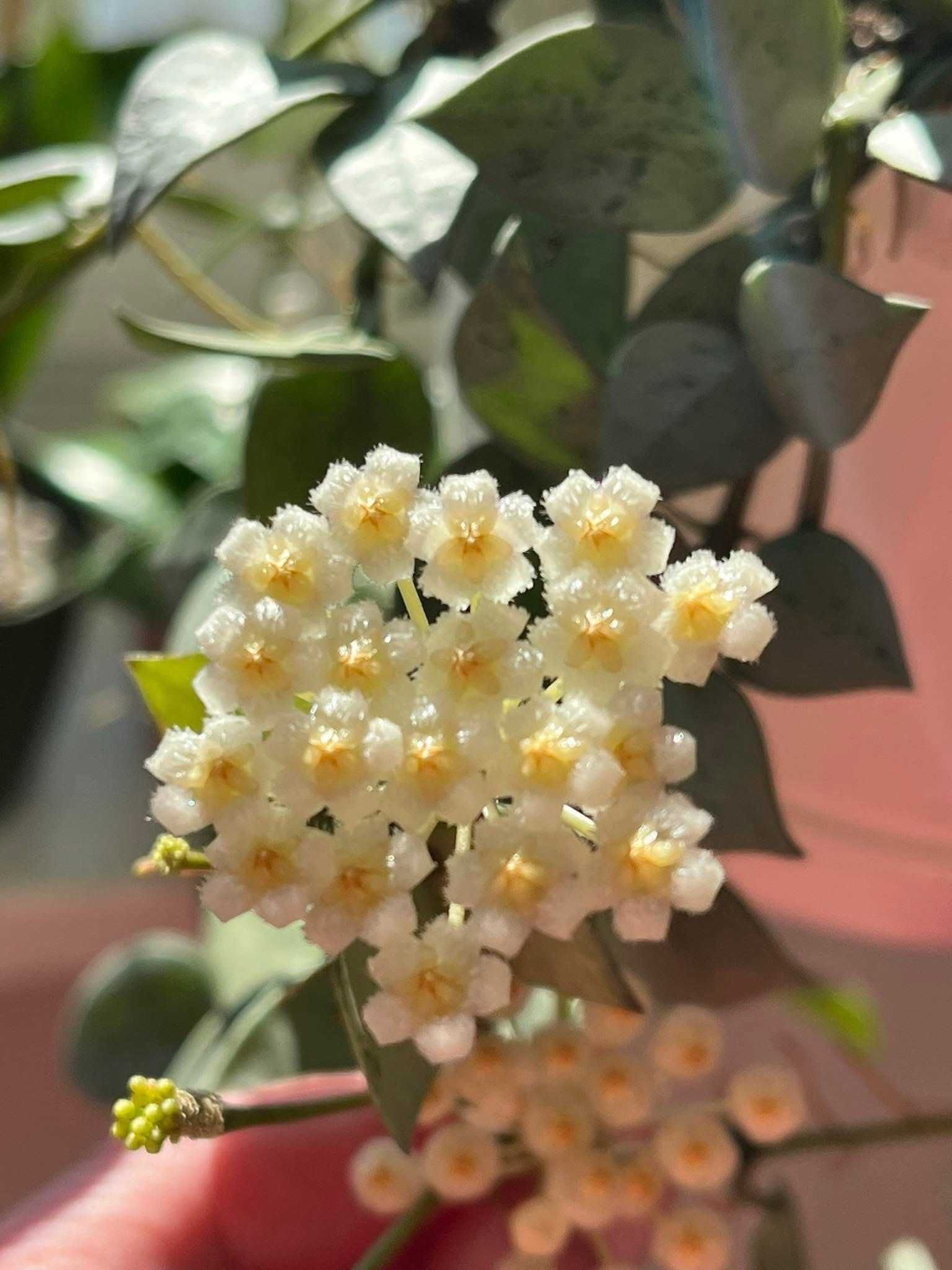 Hoya Krochniana Eskimo silver pęd cięty