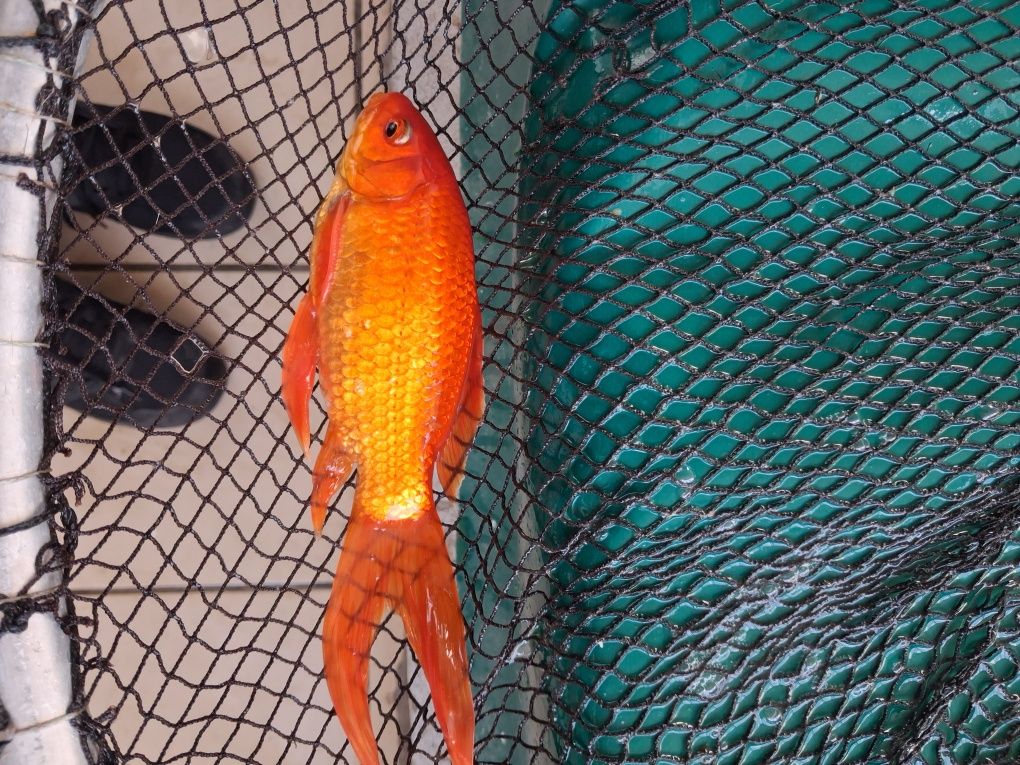Peixes lago/pimpoes/cometas grandes, reprodutores!