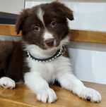 Border Collie Sunia