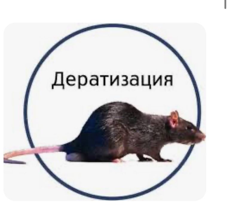 Дератизация. Борьба с мышами крысами! Уничтожение грызунов