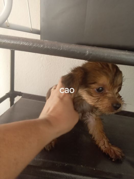 Caes raca pequena