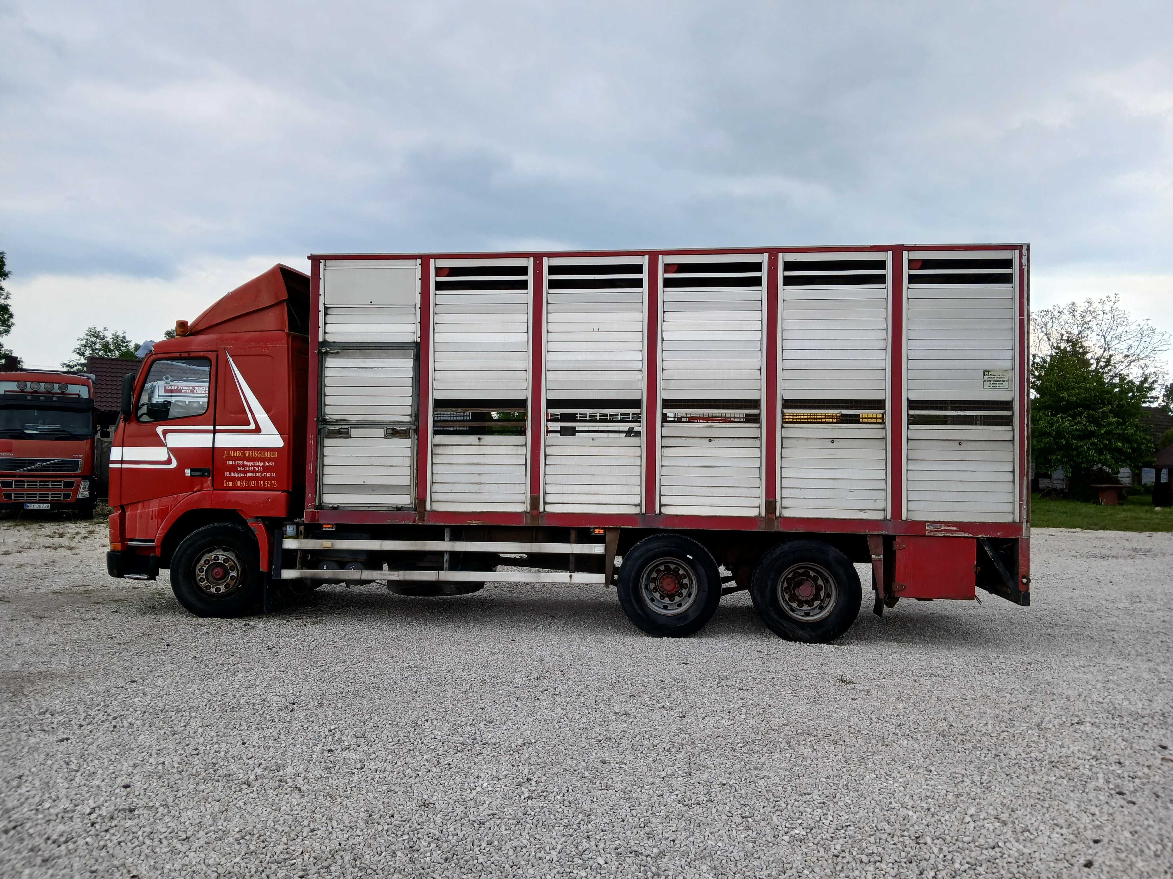 Samochód ciężarowy Volvo FH12 do przewozu żywca