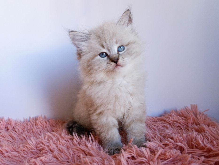 Шикарний клубний невський маскарадний хлопчик Byron