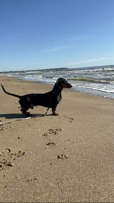 Віддам в добрі руки таксу карликову