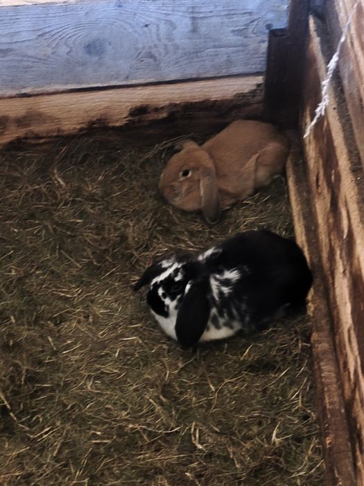 Króliki młode z własnej hodowli