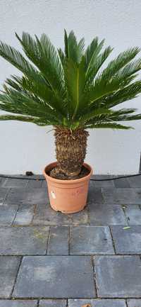 Palma Sagowiec cycas revoluta