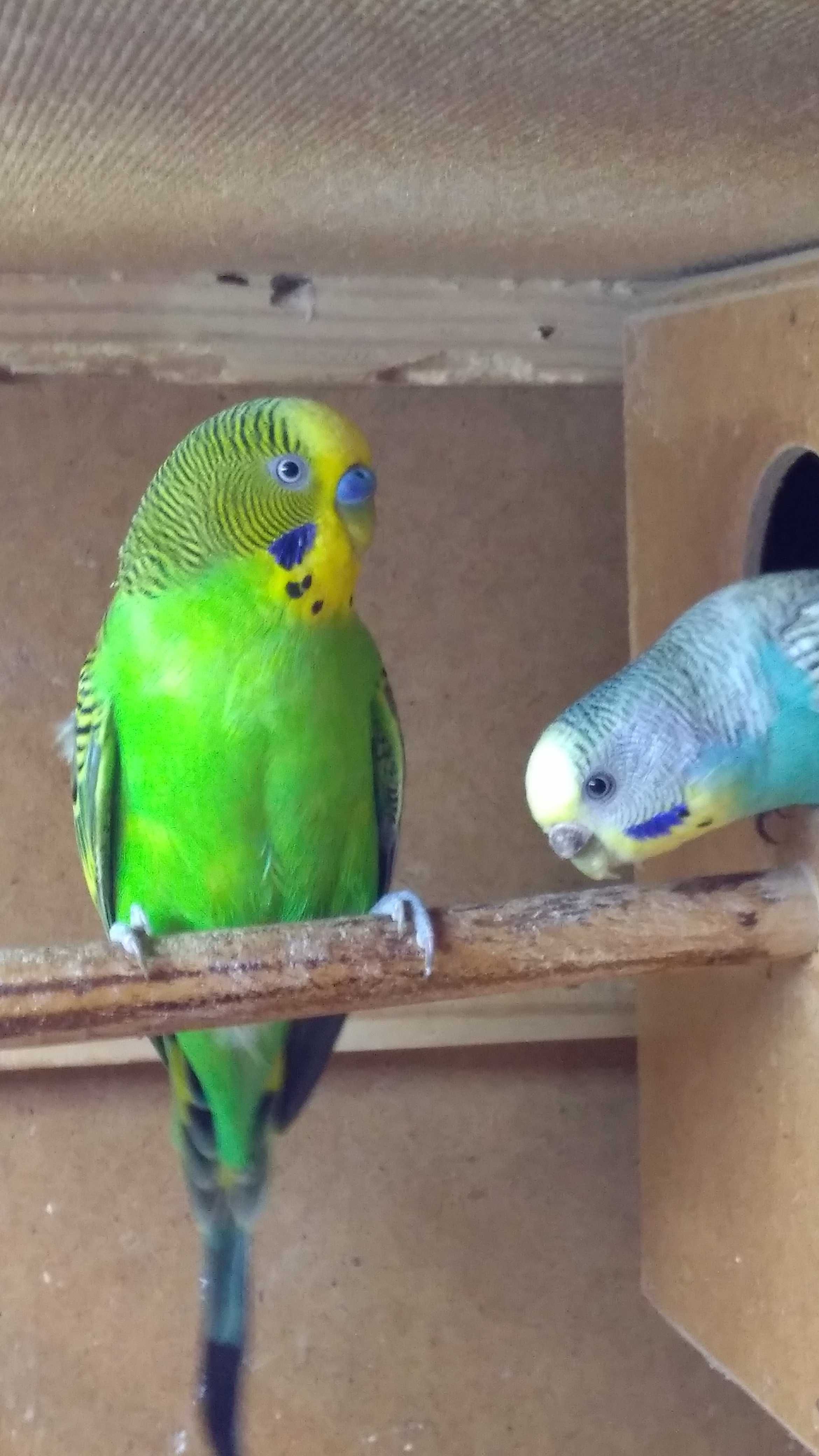 Молодые попугаи какарики ... волнистые и др.