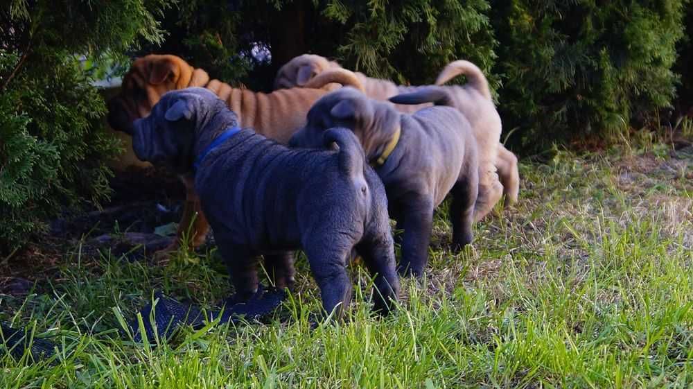 Enzo Piekny Szczeniak Shar Pei z rodowodem,  rodzice importowani FCI.