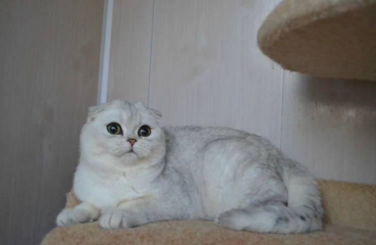 Случка породистого Кота, вислоухий Шотландец(Scottish-Fold)