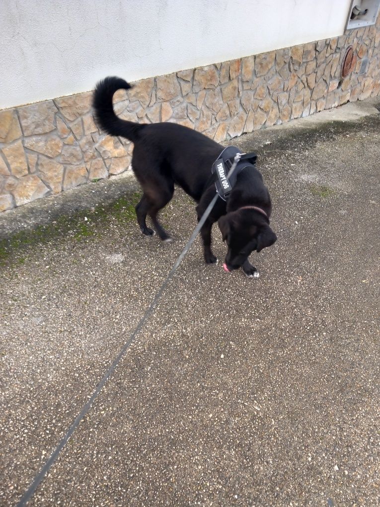 Adotar um cão labrador cadela