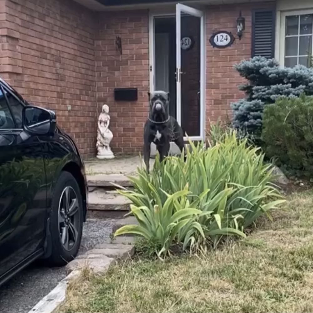 Елітні неперевершені щеночки-Cane corso Italiano