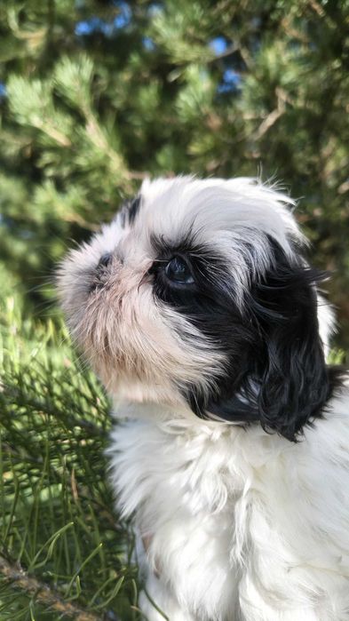 Shih tzu Oleg gotowy do zmiany domku