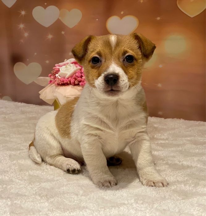Jack Russell Terrier chłopiec EDI