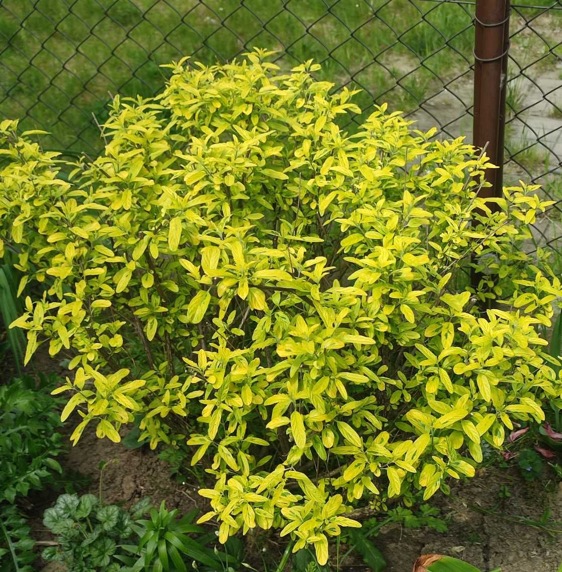 Barbula variegata summer sorbet sześcioletni krzew