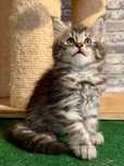 Cudowny duży chłopak maine coon srebrny