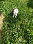 Chihuahua branco macho