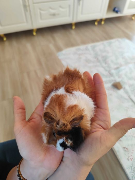 Świnki Morskie Cavie samiczki i samce dwu miesięczne