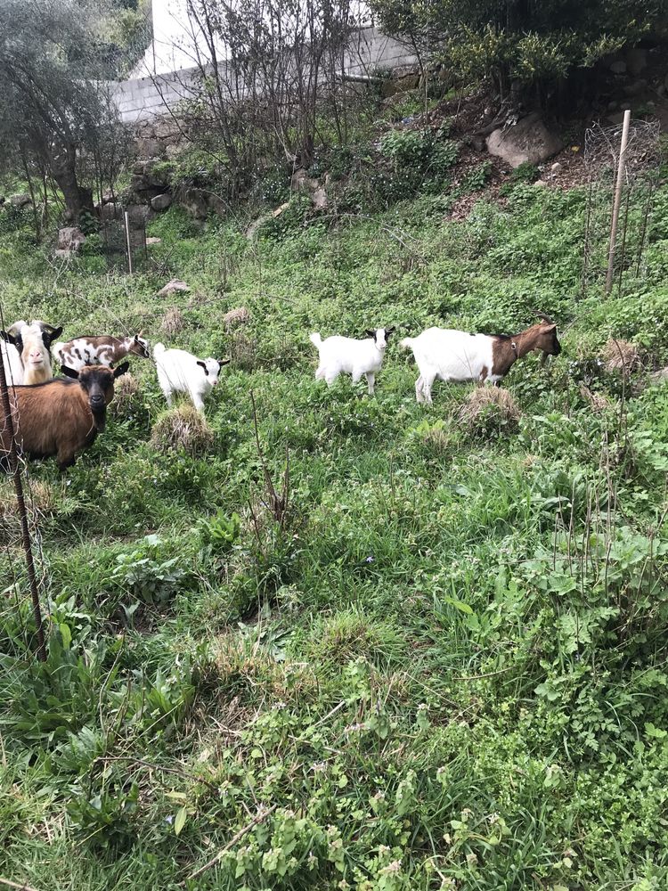 Cabras Anãs de Várias Idades