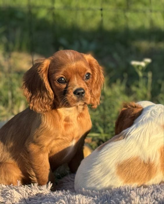 Cavalier king charles spaniel suczka ruby z rodowodem