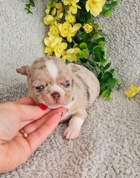 Excelente merle Chihuahua/Chiuaua de Qualidade