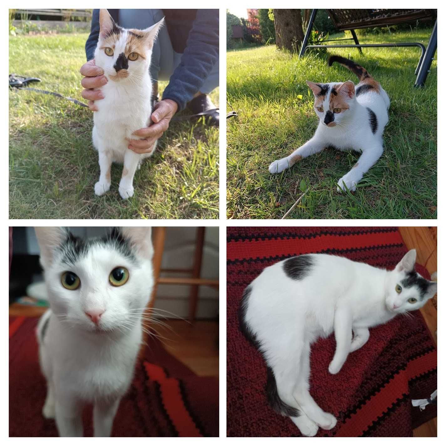 Para kociczek wysterylizowanych do adopcji