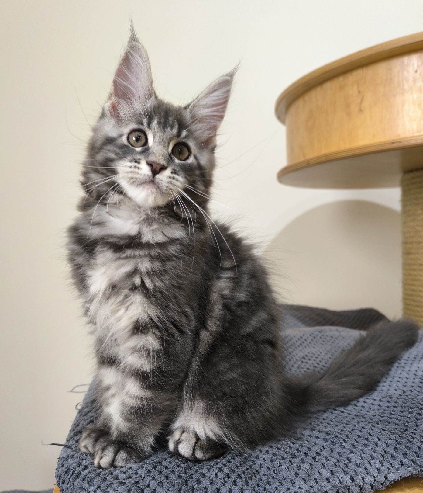 Kotka niebieska Maine Coon