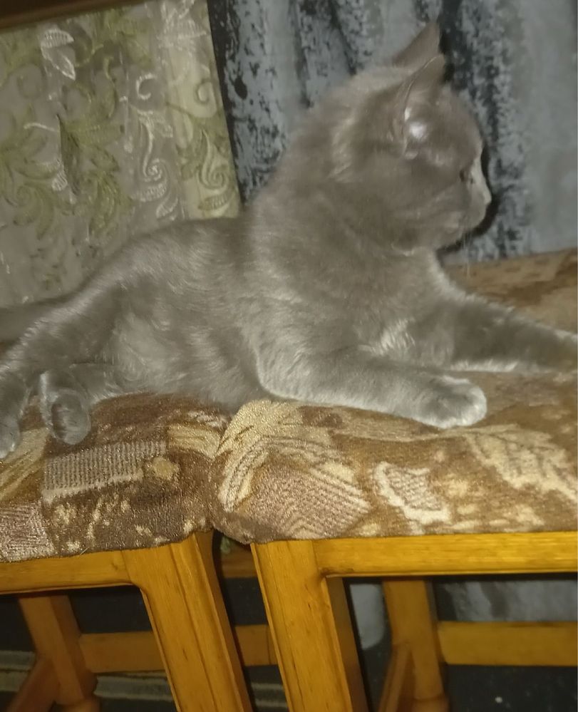 Кошеня шукає люблячу родину
