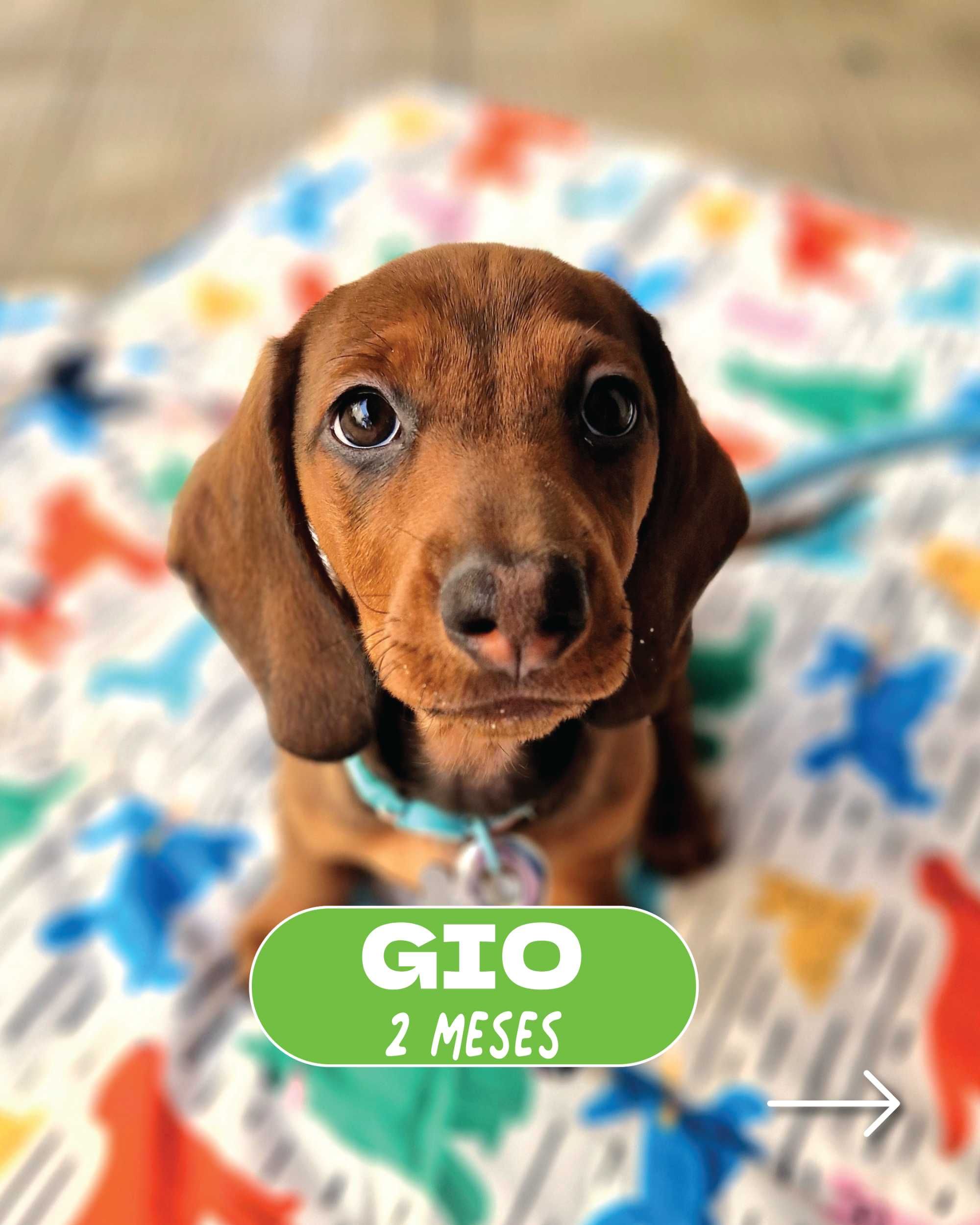Treino de Cachorros com Métodos Positivos – DogWay