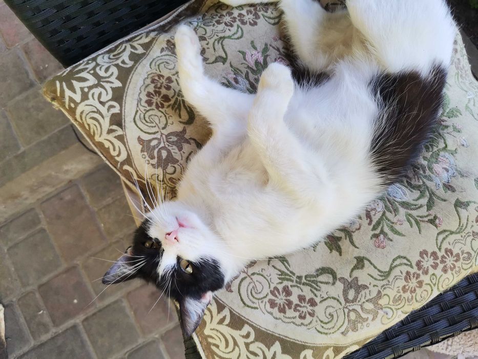 Віддам кицю стерилізовану