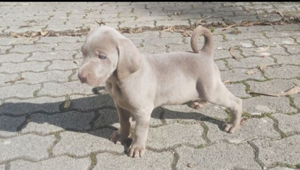 Weimaraner com lop
