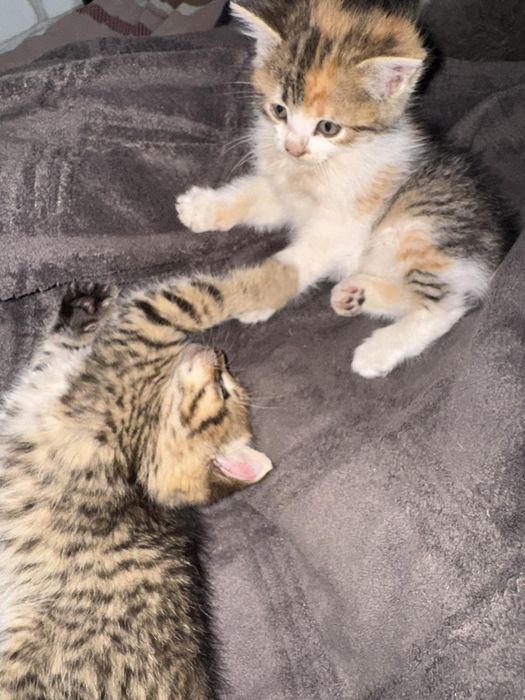 Віддам безкоштовно :) котиків :)