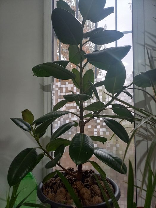 Монстера, фікус робуста, фвкус Бенджаміна, сансевиерия лауреті.