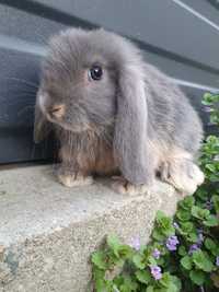 Króliki karzełki Mini lop ,Teddy