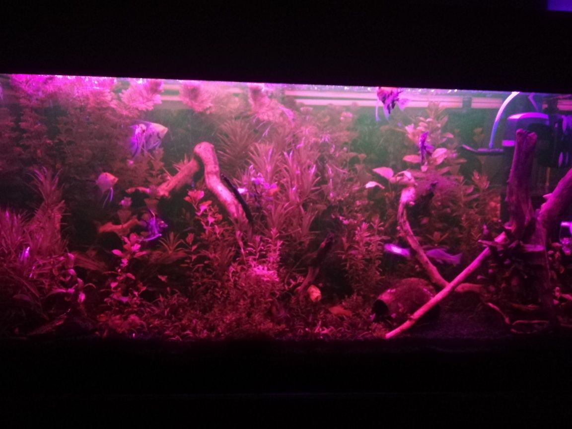 Oświetlenie led do akwarium roślinnego 70cm nowe gwarancja